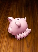 les réflections de maitre cochon