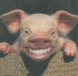 les réflections de maitre COCHON