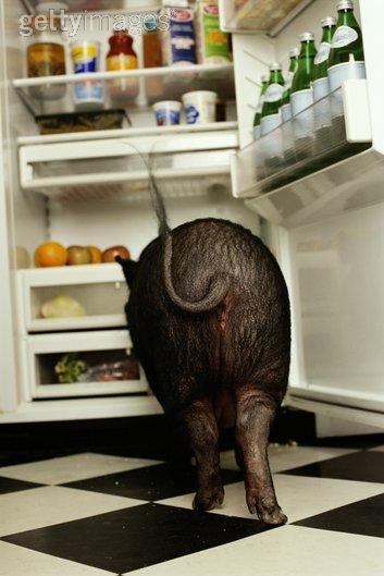 les réflections de maitre COCHON