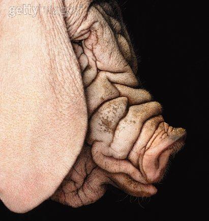 les réflections de MAITRE COCHON