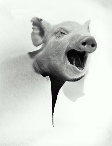 les réflections de MAITRE COCHON