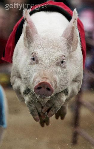 les citations de maitre cochon